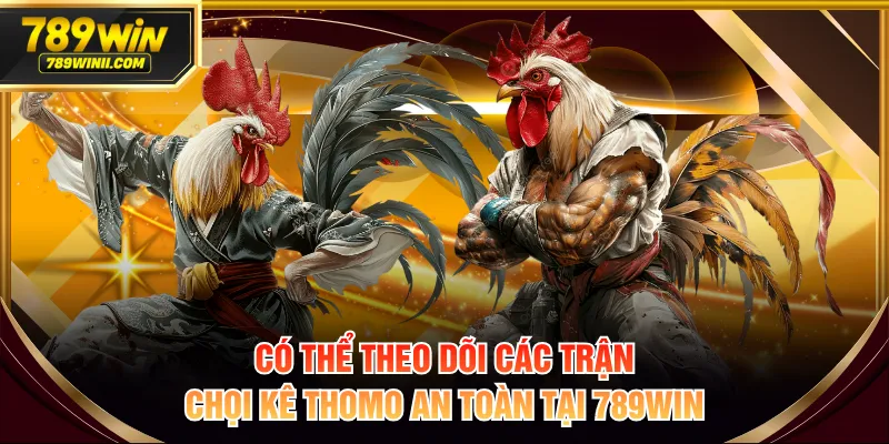 Có thể theo dõi các trận chọi kê Thomo an toàn tại 789WIN